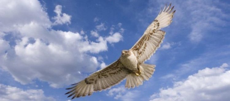 mejemer ethiopia amaharic all contents overview